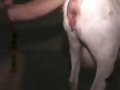Seks animalni Animal Sex