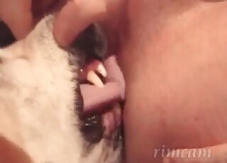Tasting ass juices is what this dog is all about