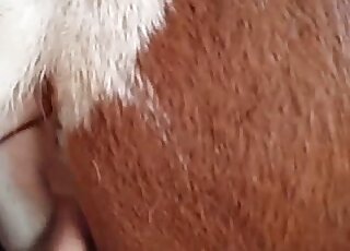 Hardcore stallion fucked hard in doggy pose