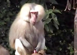 Monkey Toon Blowjob - Monkey Videos / cartoon animal sex / Most popular Page 1