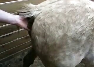 Cute man is touching the ass of his trained horse