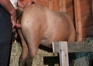 Horse Fucking Mare Pussy Animated - Mare Videos / cartoon animal sex / Most popular Page 1